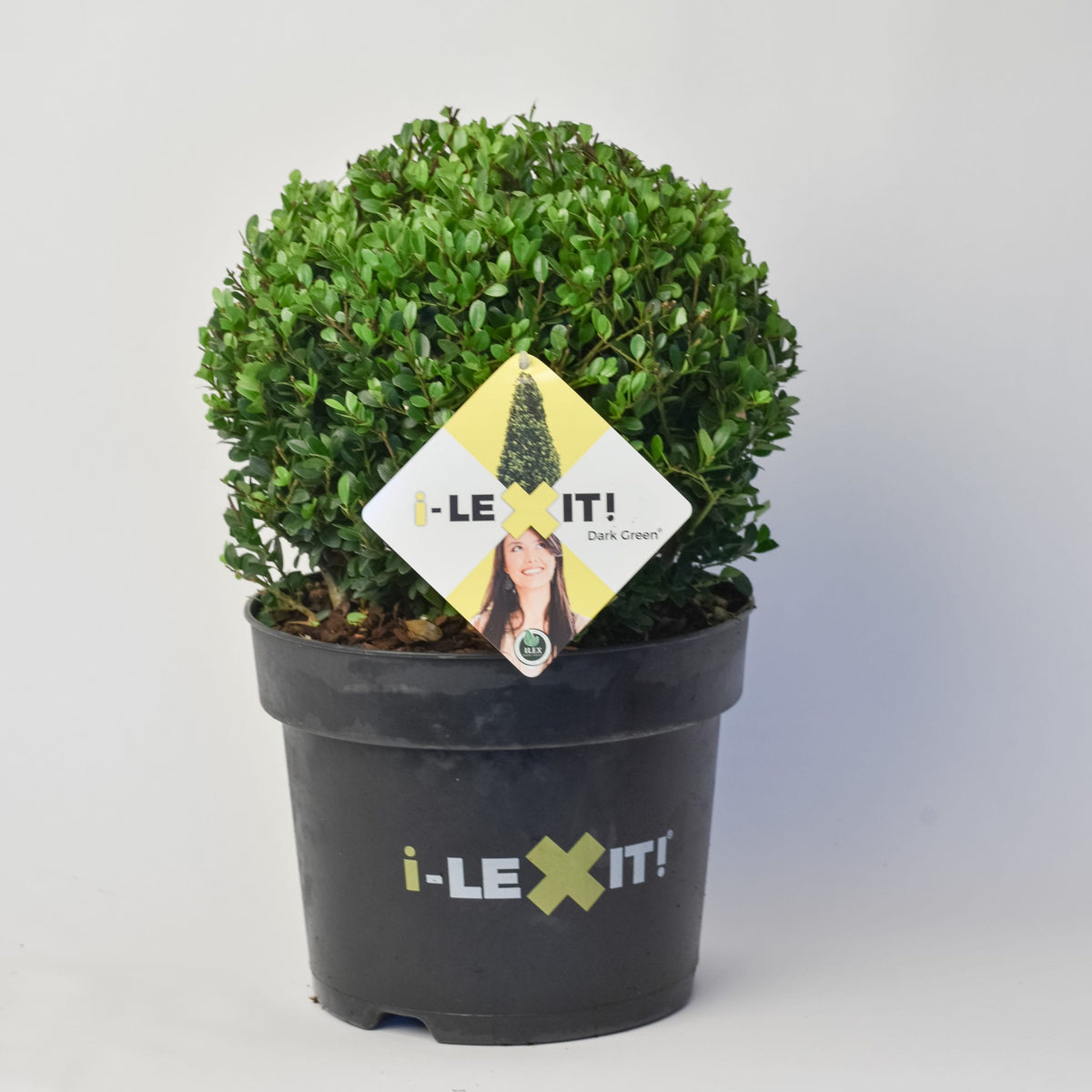 Ilex Bol – Ø30 cm