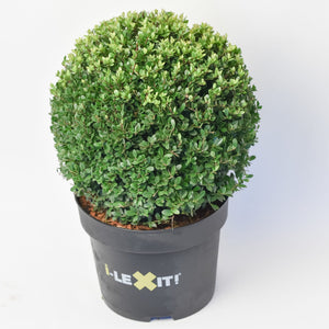 Ilex Bol – Ø40 cm met 48 lamps verlichting op batterijen 5