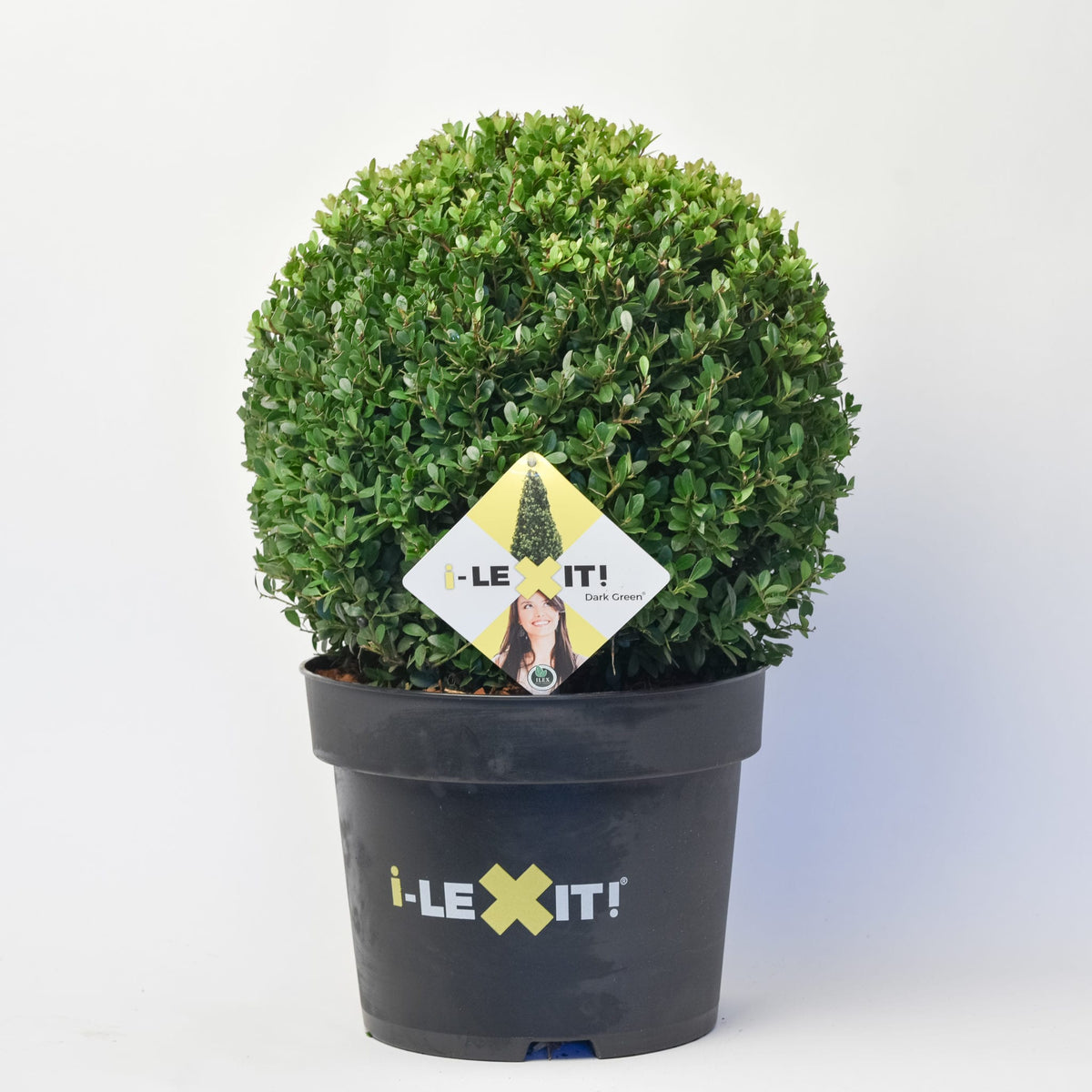 Ilex Bol – Ø35 cm
