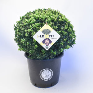 Ilex Bol – Ø50 cm 1
