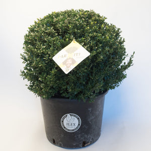 Ilex Bol – Ø60 cm 1