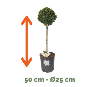 Ilex bol op stam – Stam 50 cm – Ø25 cm+ 2