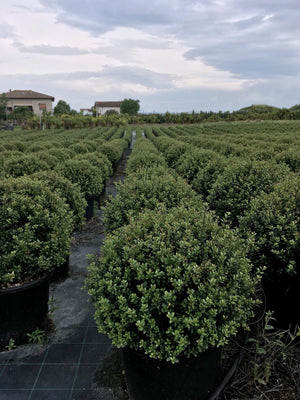 Ilex Bol – Ø40 cm met 48 lamps verlichting op batterijen 6