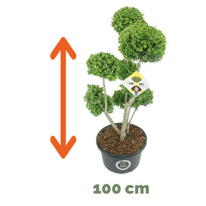 Ilex Bonsai 100 cm 3