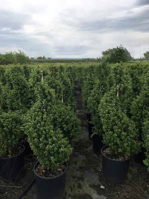 Ilex Spiraal 120 – 130 cm 4