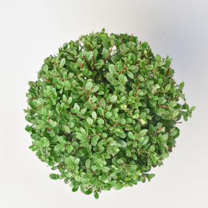 Ilex Bol – Ø15 cm 5