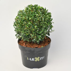 Ilex Bol – Ø20 cm 4