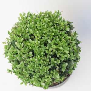 Ilex Bol – Ø25 cm 4