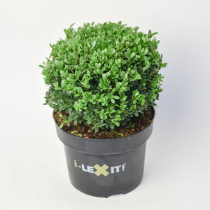 Ilex Bol – Ø25 cm 5