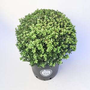 Ilex Bol – Ø50 cm 3