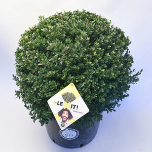 Ilex Bol – Ø60 cm 4