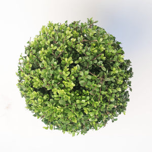 Ilex Bol – Ø30 cm 4