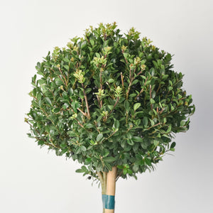 Ilex bol op stam – Stam 50 cm – Ø25 cm+ 4