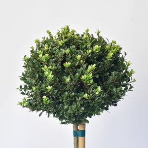 Ilex bol op stam – Stam 80 cm – Ø25 cm+ 4