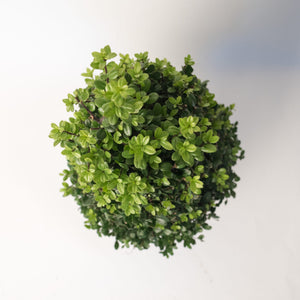 Ilex Kegel – 80/+ cm 3
