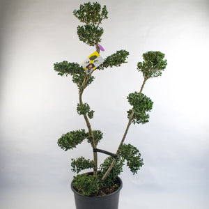 Ilex Bonsai 100 cm 1