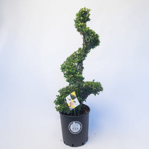 Ilex Spiraal 120 – 130 cm 1