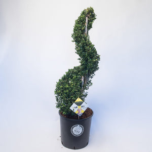 Ilex Spiraal 90 – 100 cm 4