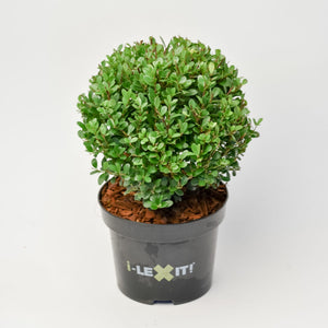 Ilex Bollen 2