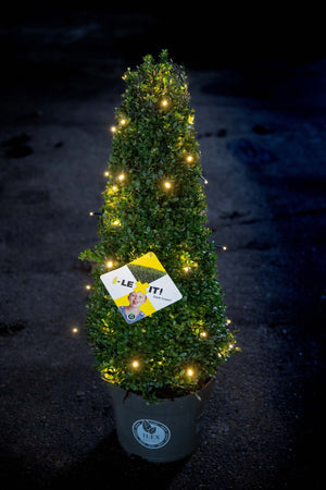 Ilex Kegel – 70/+ cm met 48 lamps verlichting op batterijen 1