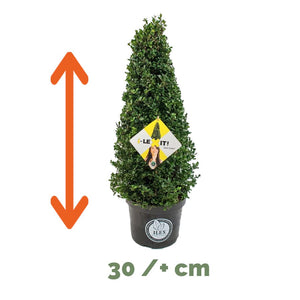Ilex Kegel – 30/+ cm 2