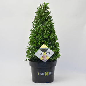 Ilex Kegel – 50/+ cm 1