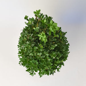 Ilex Kegel – 50/+ cm 4