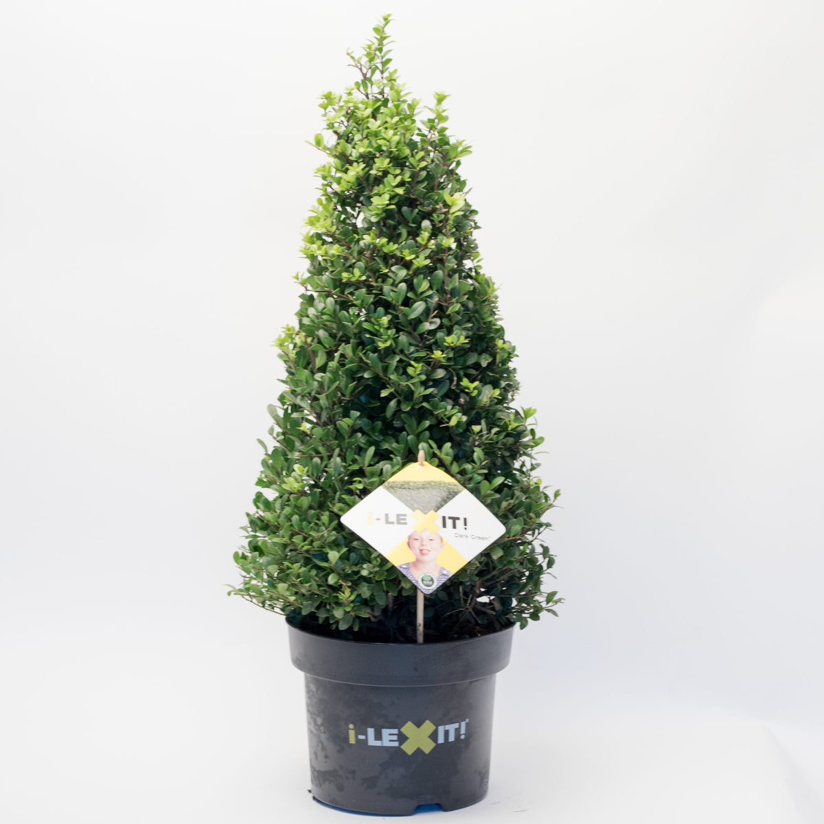 Ilex Kegel – 70/+ cm