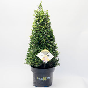 Ilex Kegel – 70/+ cm 1