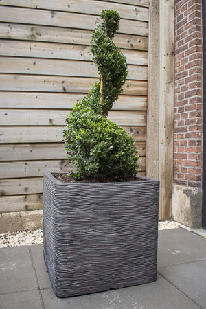 Ilex Spiraal 120 – 130 cm 2